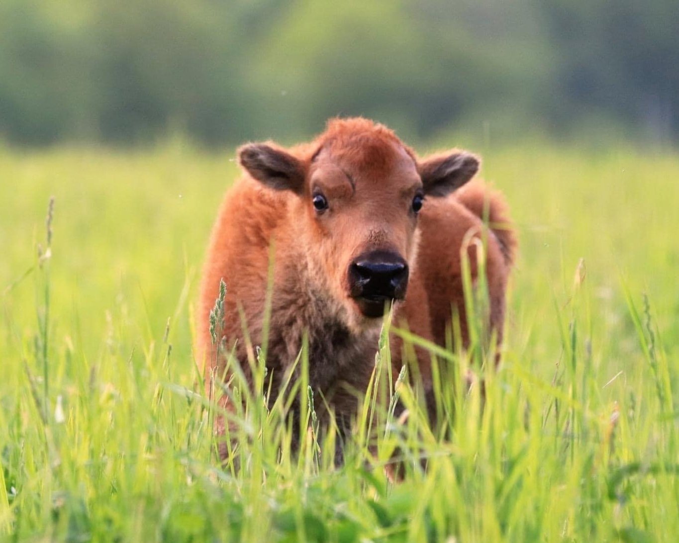 A young brown calf standing in a lush green field, surrounded by tall grass and soft sunlight, showcasing the beauty of rural life and livestock farming.