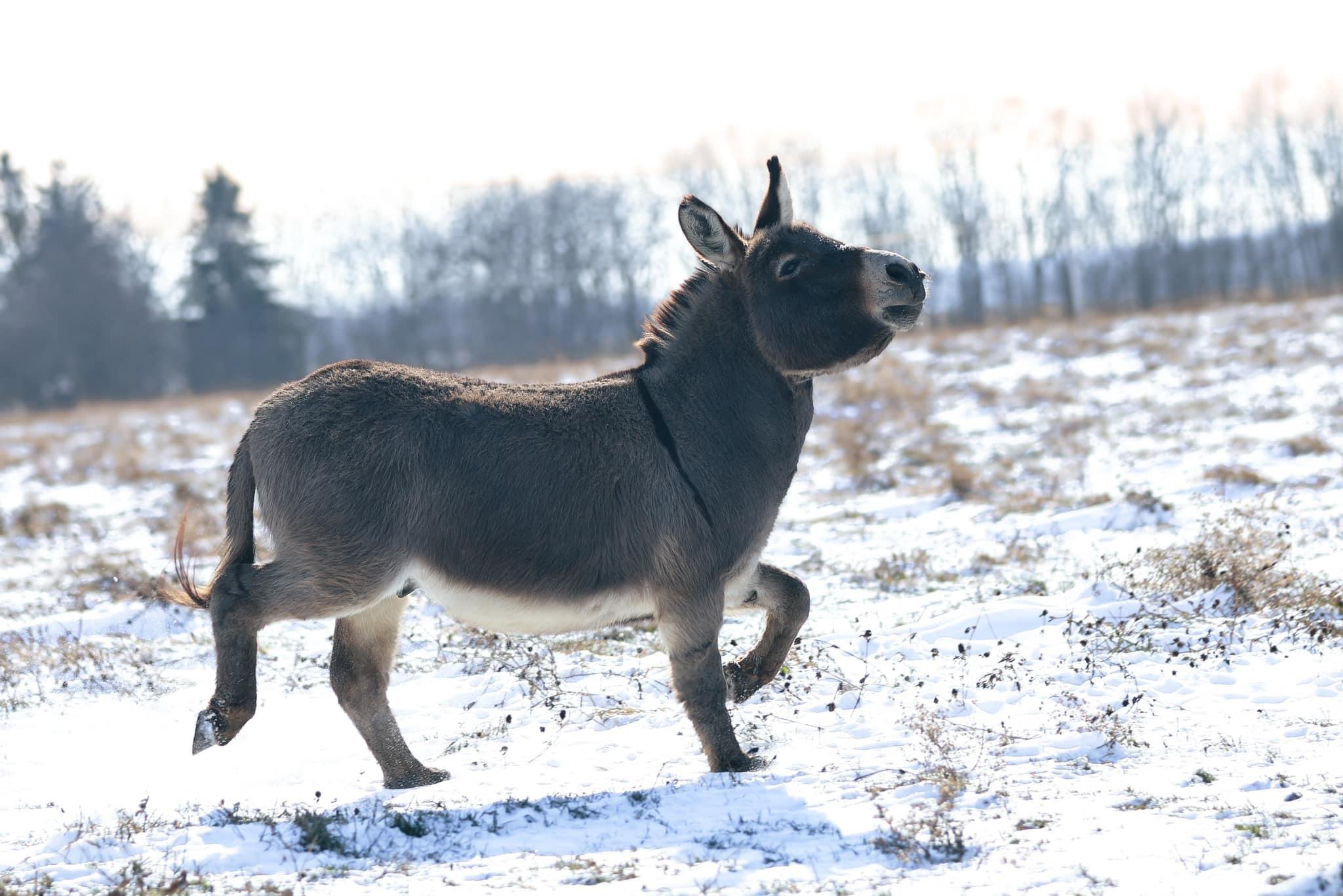 A playful donkey trotting through a snowy field, surrounded by sparse grass and distant trees in a winter landscape.