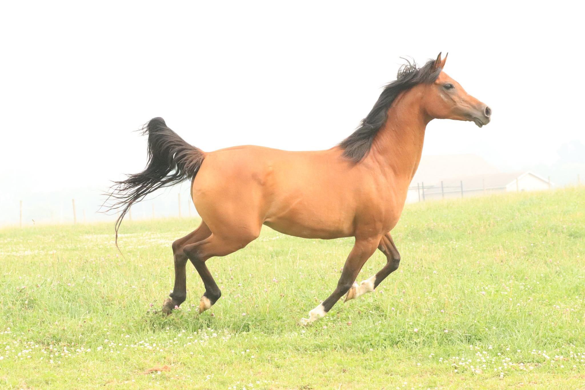 A brown horse galloping across a green field with a blurred background, showcasing its energy and grace in a natural setting.