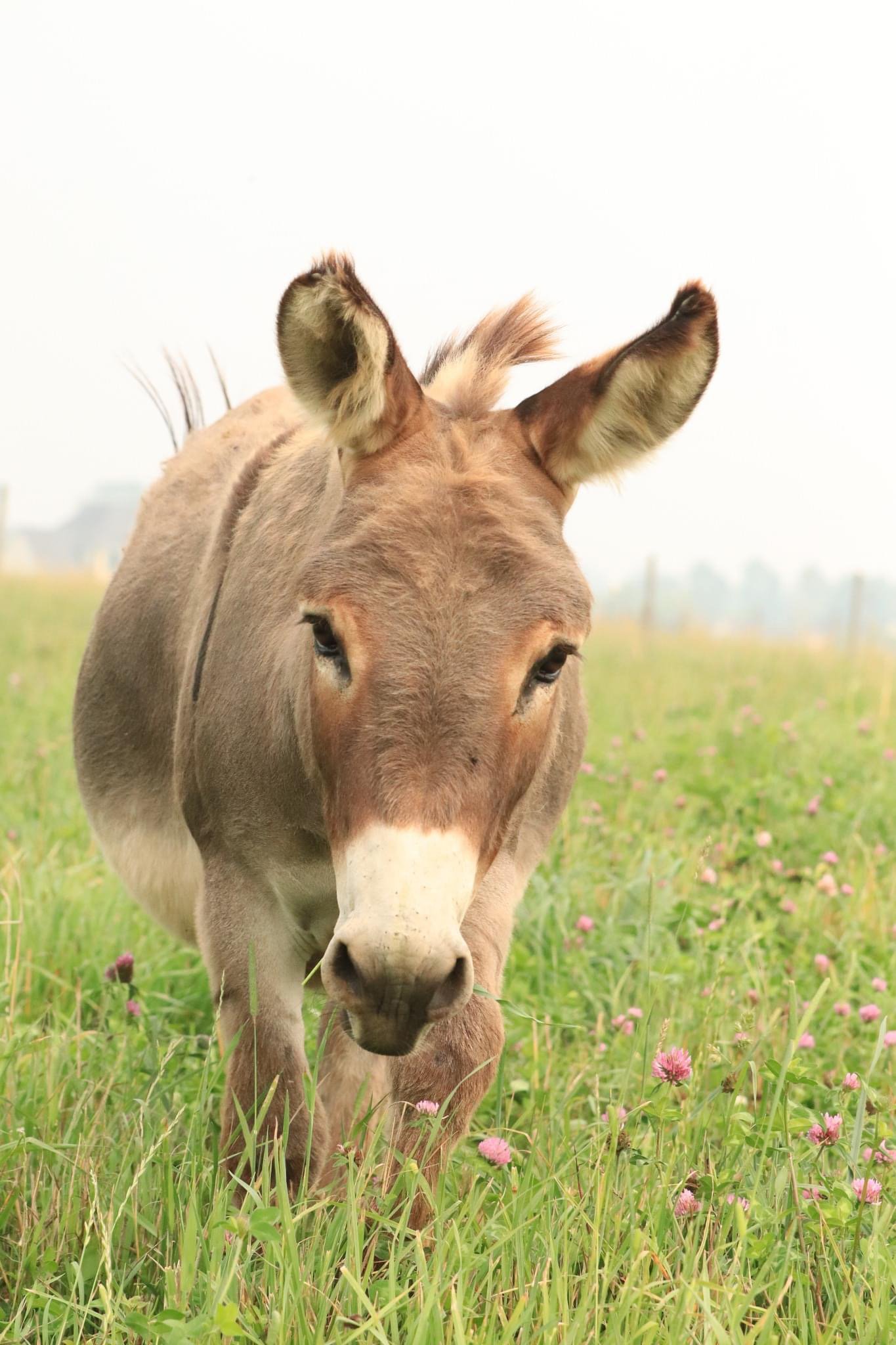 Close-up of a donkey walking through a grassy field with pink clover flowers, showcasing its distinctive ears and facial features against a soft, hazy background.