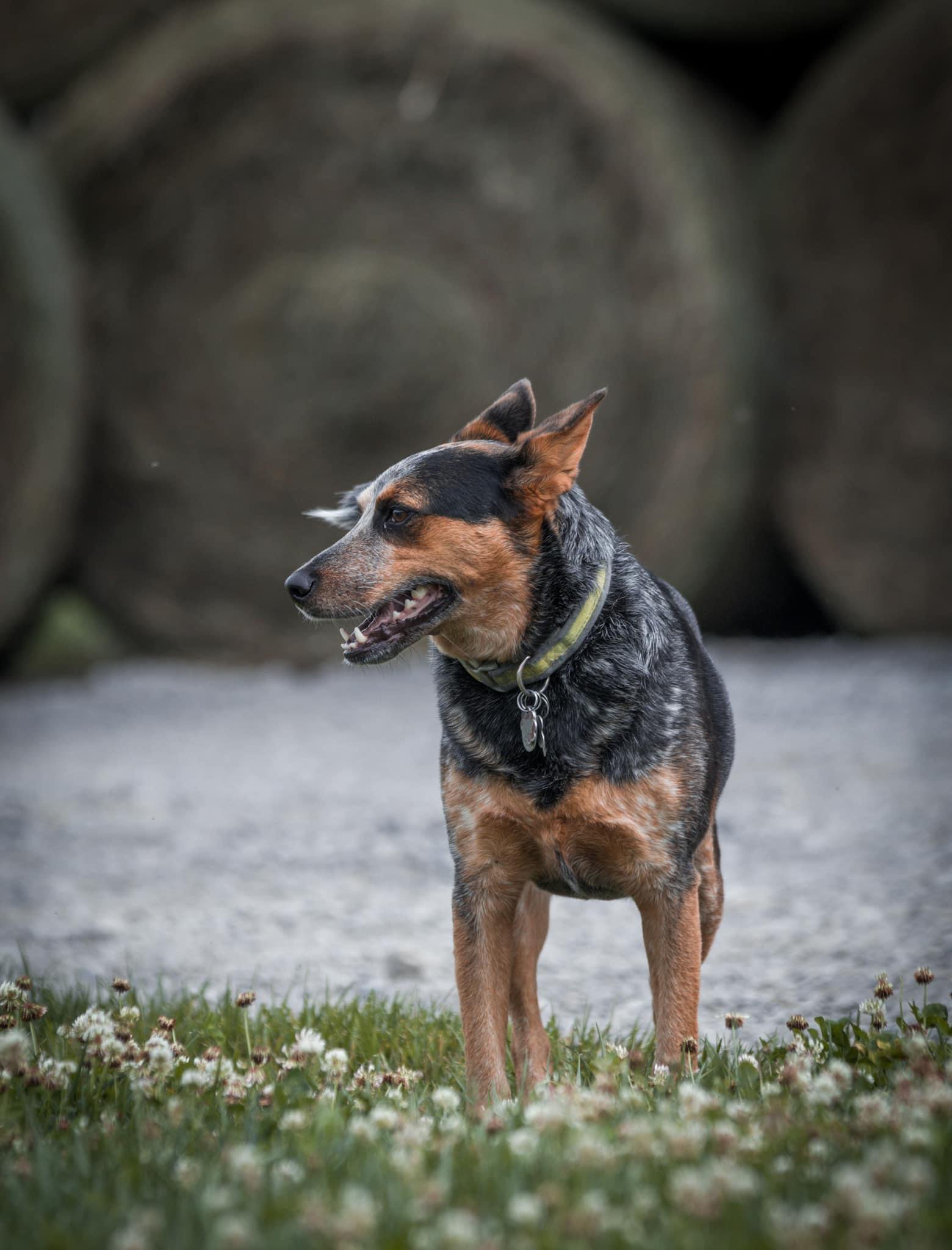 A playful Australian Cattle Dog standing in a grassy field with white clover flowers, set against a backdrop of round hay bales. The dog has a blue and tan coat, a green collar, and is looking off to the side, showcasing its alert expression.