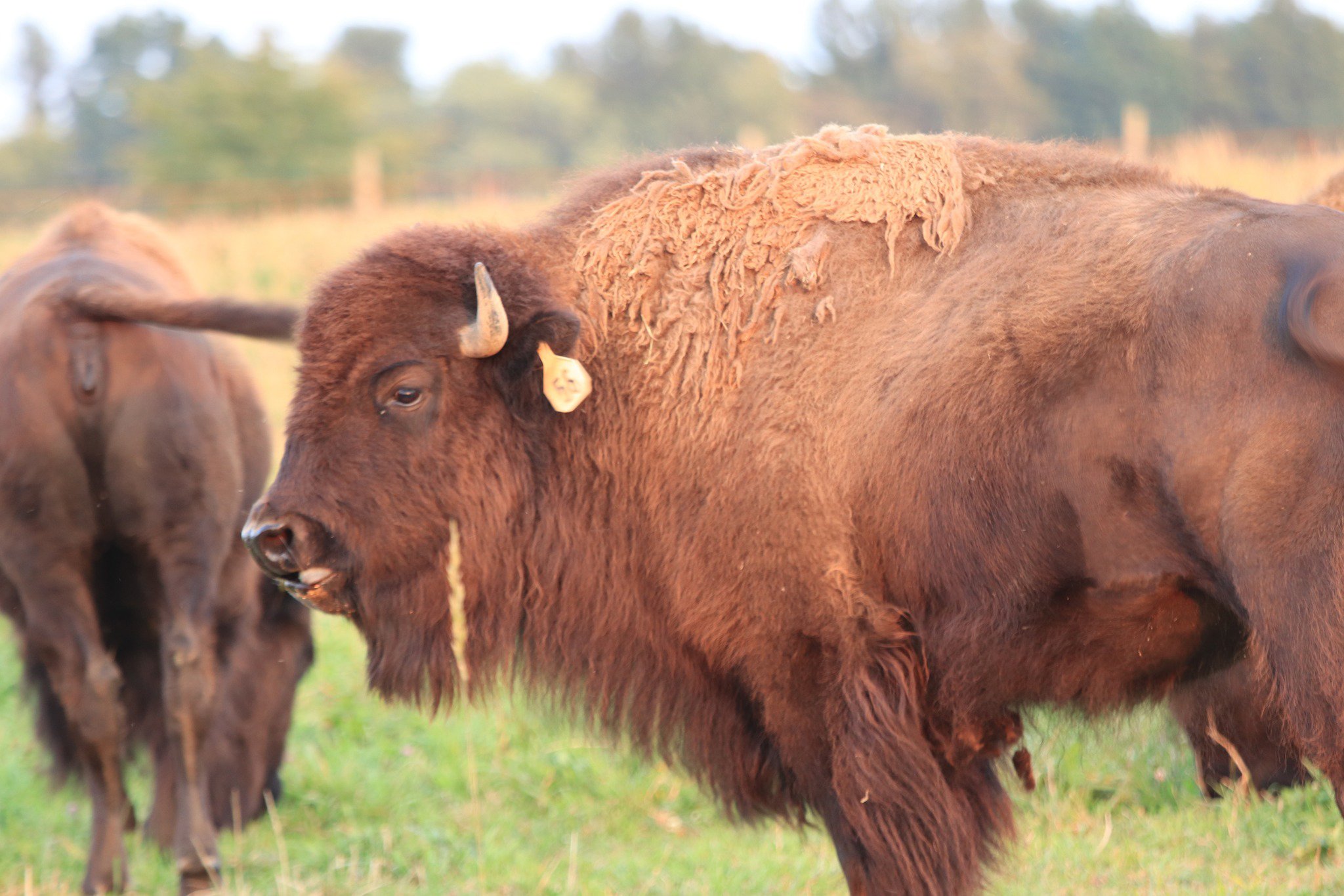 Close-up of a bison grazing in a grassy field, showcasing its thick fur and curved horns, with another bison partially visible in the background.