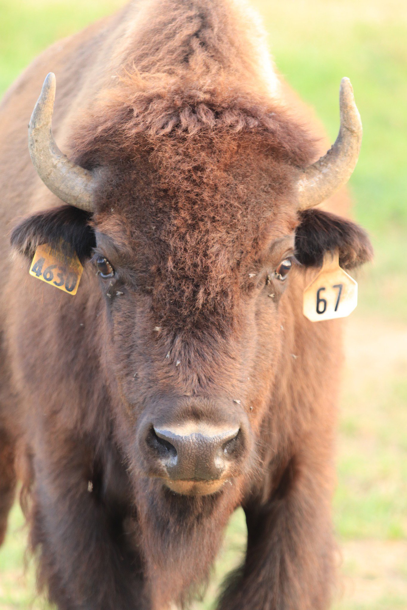Close-up of a bison with identification tags on its ears, showcasing its thick brown fur and prominent horns against a blurred green background.