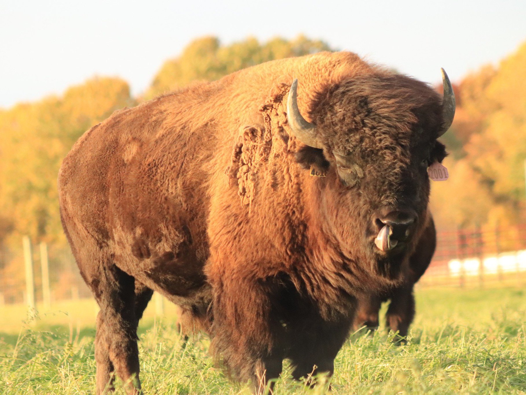 American bison standing in a grassy field with autumn foliage in the background, showcasing its thick fur and prominent horns. The animal is tagged for identification, highlighting its importance in wildlife conservation and agriculture.