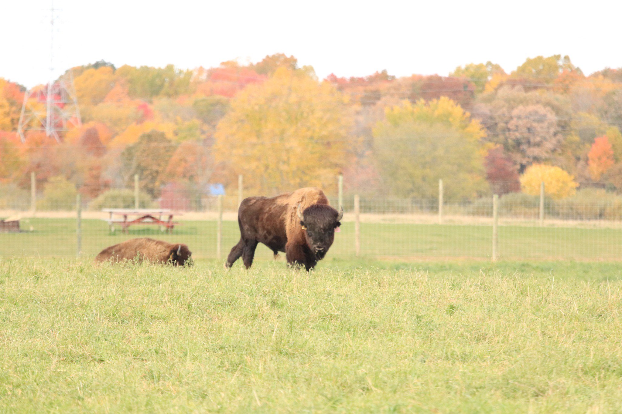 Two bison grazing in a grassy field with vibrant autumn foliage in the background, showcasing the beauty of nature and wildlife in a rural setting.