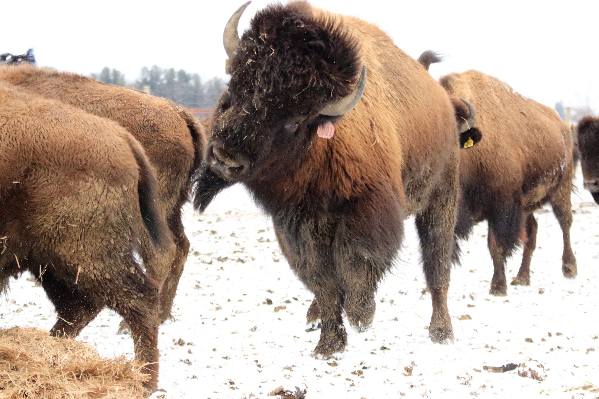 A herd of American bison walking in a snowy landscape, showcasing their thick fur and distinctive horns, with one bison prominently featured in the foreground.