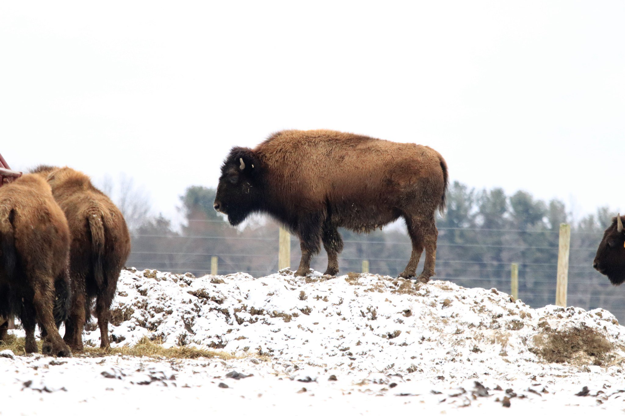 A bison standing on a snow-covered mound, surrounded by other bison in a winter landscape, showcasing their natural habitat and behavior.