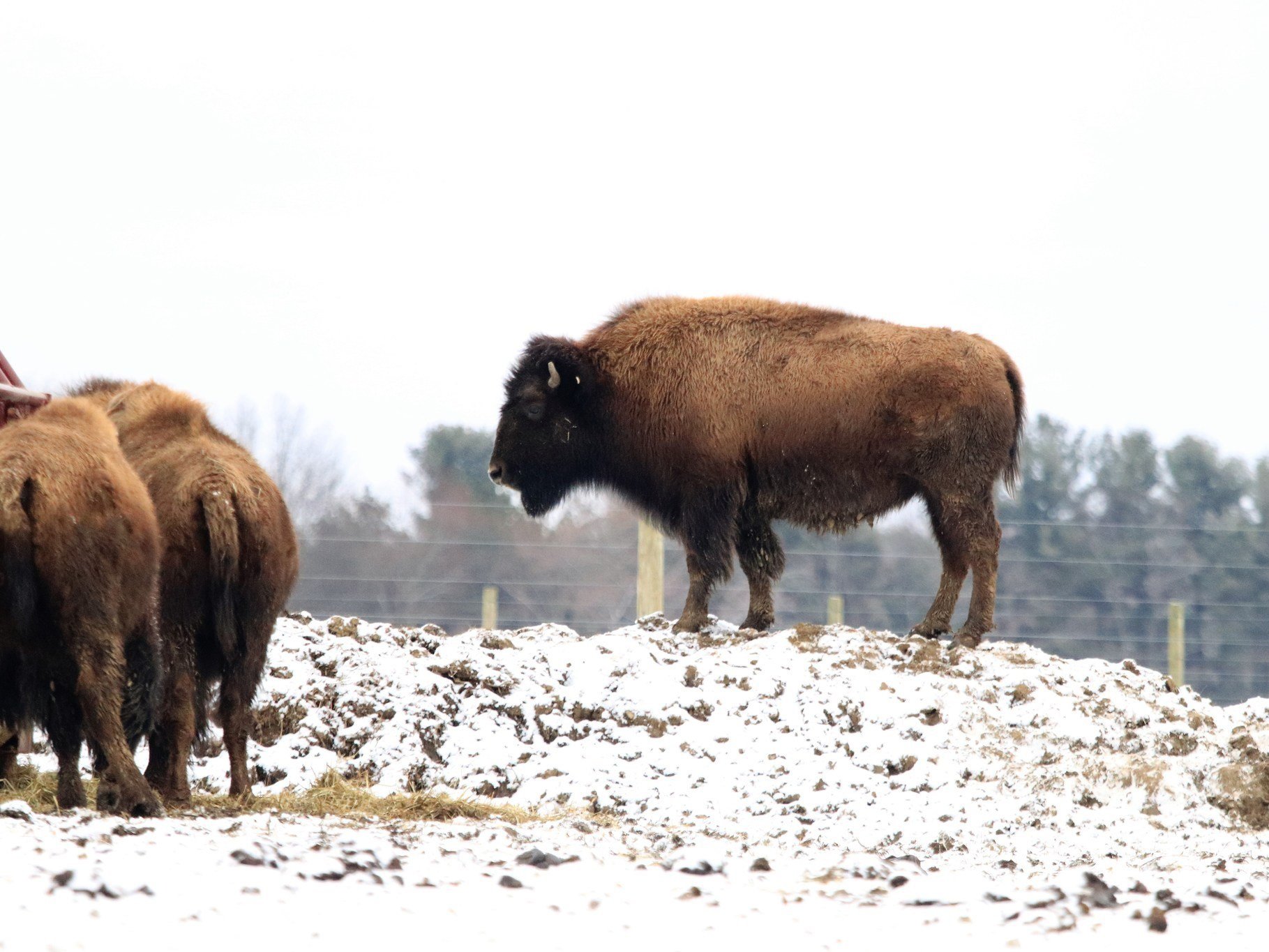 Bison standing on a snowy mound with a herd in the background, showcasing the animal's thick fur and robust build in a winter landscape.
