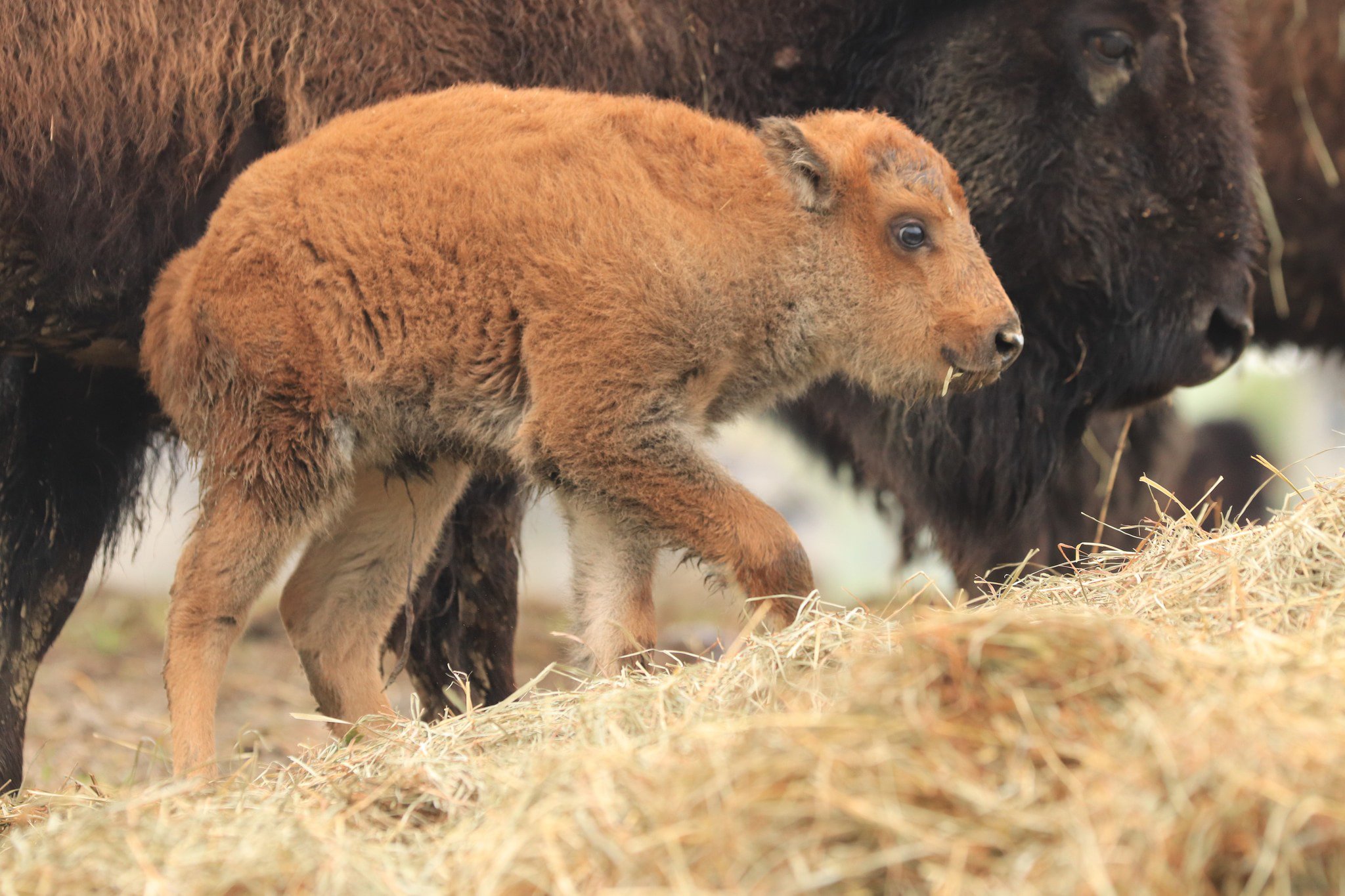A young bison calf with a reddish-brown coat stands near its mother in a natural setting, surrounded by hay. The calf exhibits a playful demeanor while exploring its environment.