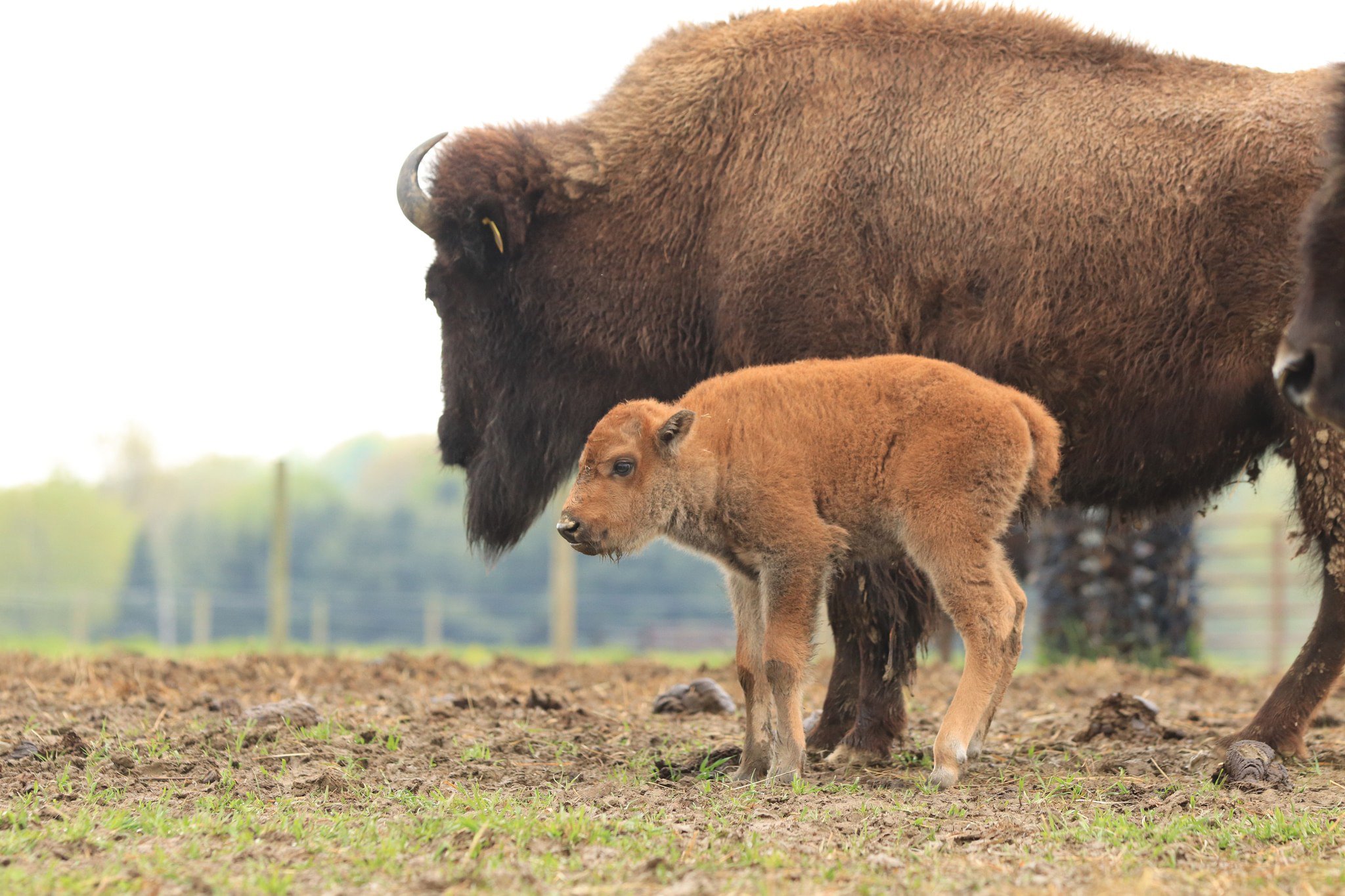 A baby bison calf stands beside its mother in a grassy field, showcasing the bond between the two. The calf has a light brown coat and is exploring its surroundings, while the mother, a large bison, looms protectively nearby.