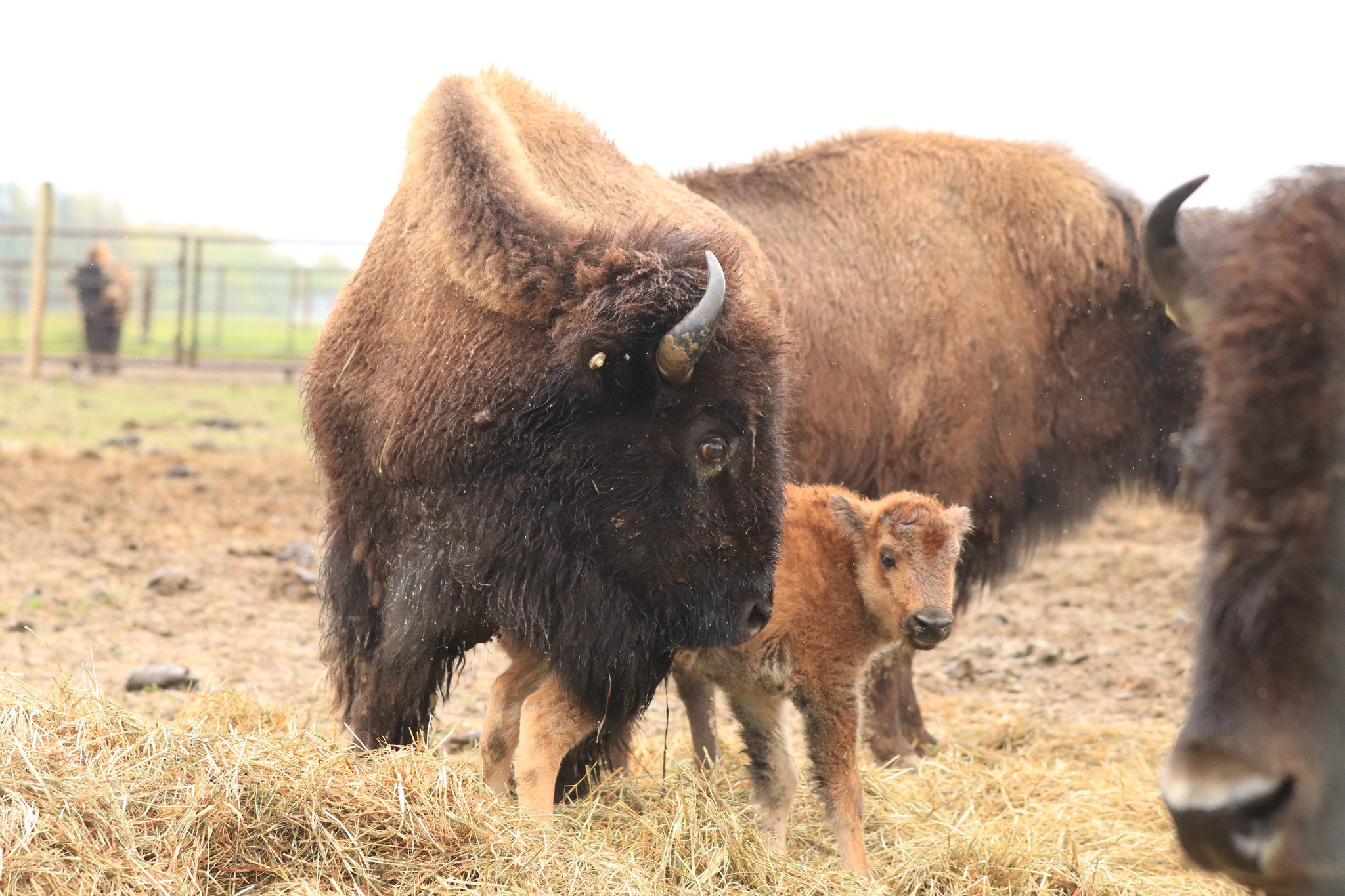 A mother bison stands protectively beside her young calf in a farm setting, surrounded by hay and other bison in the background, highlighting the nurturing behavior of these iconic North American animals.