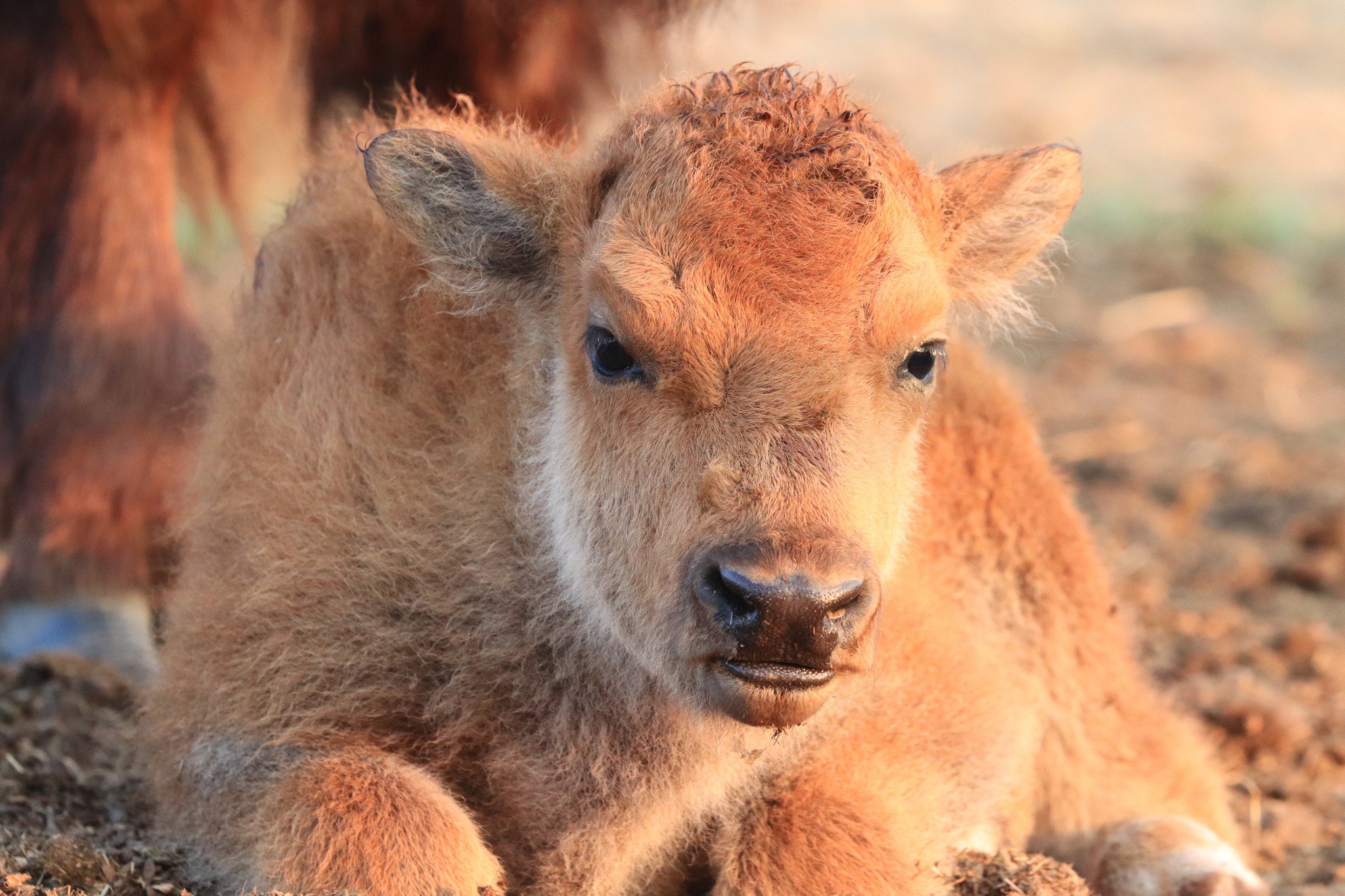 Newborn calf resting on straw, showcasing its fluffy orange-brown fur and curious expression, with a soft background of farm scenery.